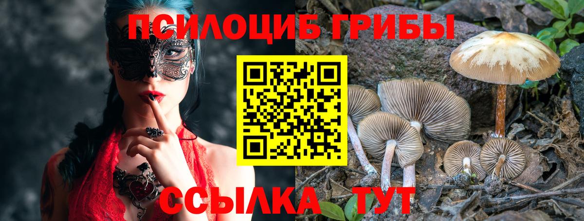 Псилоцибиновые грибы Psilocybine cubensis Касимов